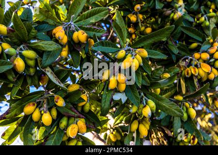 Persimmons (Diospyros) in Cyprus Stock Photo