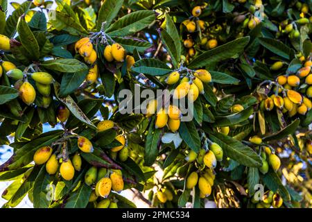 Ripe, yellow-orange fruit hangs densely on a loquat tree (Eriobotrya japonica) near Kormakitis (Korucam), Turkish Republic of Northern Cyprus (TRNC). The fruit, which ripens in spring, is commonly just called loquat in Cyprus. Stock Photo