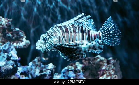 Lion fish swimming in a large aquarium tank. Stock Photo