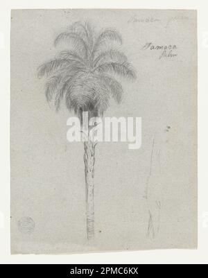 Drawing, Botanical Sketch Showing Two Views of the Tamaca Palm; Frederic Edwin Church (American, 1826–1900); USA; graphite on gray paper; Sheet: 28.2 x 21.5 cm (11 1/8 x 8 7/16 in.) Stock Photo