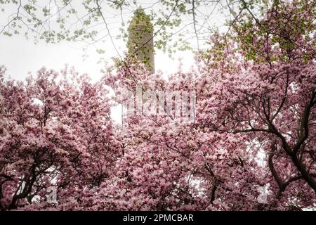Cleopatra's Needle Obelisk is Surrounded by Magnolia Trees Blooming in Springtime, Central Park, NYC, USA  2023 Stock Photo