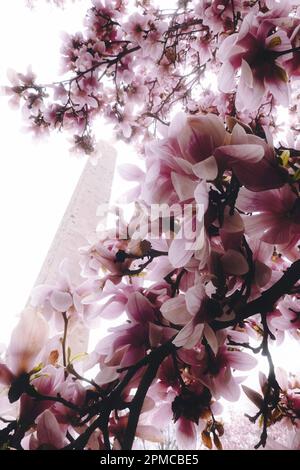 Cleopatra's Needle Obelisk is Surrounded by Magnolia Trees Blooming in Springtime, Central Park, NYC, USA  2023 Stock Photo