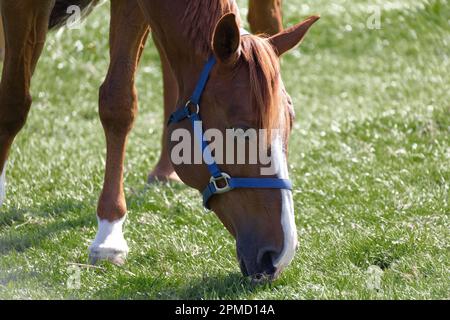 muscular brown red horse head with blue bridle eats grass on a green spring meadow. day without people 8k resolution. Stock Photo