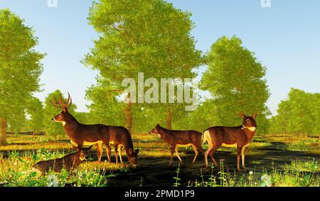 The herbivorous White-tailed deer lives in North and South America and is an abundant species. A buck guards his females in the forest. Stock Photo