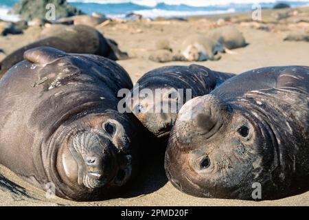 northern elephants seals, Mirounga angustirostris, adults and pup, Piedras Blancas, California (E.Pacific Ocean) Stock Photo