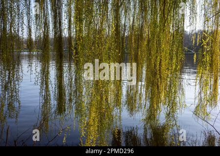 Branches of a weeping willow (Salix babylonica) hanging over the river Spree in Berlin during Spring, Germany, Europe Stock Photo