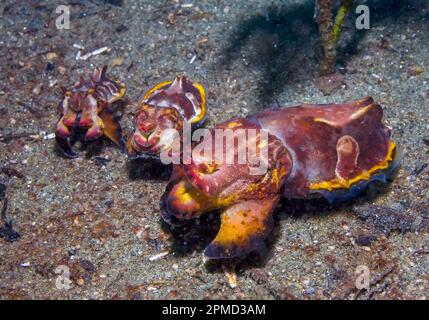 Flamboyant Cuttlefish (Metasepia pfefferi) males and female ready to ...