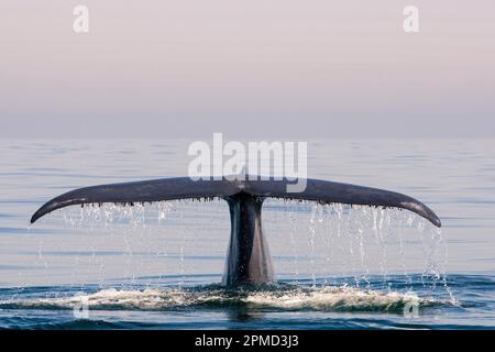 Blue Whale, Balaenoptera musculus, fluke, fluking, water drops on tail, Los Coronados islands, baja California, Mexico, Pacific Ocean Stock Photo