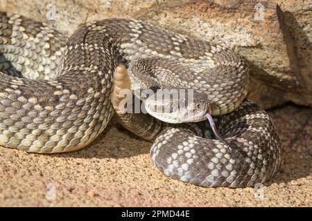 southern Pacific rattlesnake, black diamond rattlesnake, Crotalus helleri (formerly Crotalus oreganus helleri), Poway, San Diego, California, USA, Nor Stock Photo