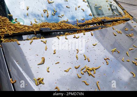 many fallen catkins of a hornbeam on a car parked in an alley in springtime Stock Photo