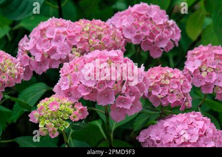 Hydrangea macrophylla 'Altona'.  French hortensia pink mophead hydrangeas.  close up, flowers, flower, petals, Stock Photo