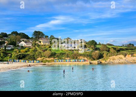 A group of men stand-up paddleboarding (SUP for short) in the calm waters at Swanpool beach in late summer, near Falmouth, Cornwall, England, UK Stock Photo