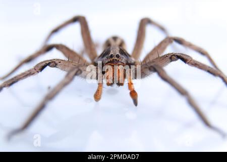 Close-up De Uma Lobo-aranha Em Austrália Central Foto de Stock - Imagem de  lobo, palavra: 48478266