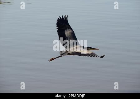 Great Blue Heron in flight over still water Stock Photo