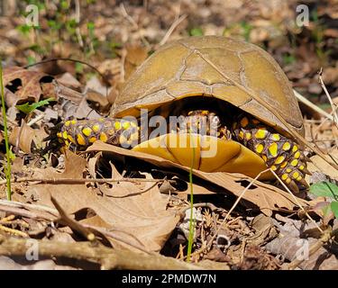 A Three-Toed Box Turtle (Terrapene Carolina Triunguis) peeks out of his shell. State Reptile of Missouri, named due to having 3 toes on the hind feet. Stock Photo