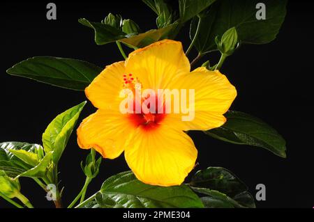 Yellow Hibiscus flower isolated on Black Stock Photo