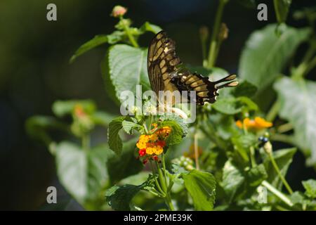 'Flutters of Elegance: Capturing the Beauty of a Yellow and Black Butterfly' Stock Photo