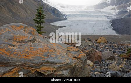 Tiger rock, sedimentary layers of orange dolomite and grey limestone in moraine left by the retreating Athabasca Glacier, Jasper National Park, Canada Stock Photo