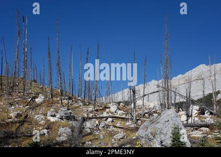 Burned forest after a wildfire around Medicine Lake in Jasper National Park, Alberta, Canada Stock Photo