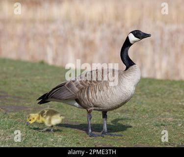 Canada goose parent bird with young gosling in spring. Branta canadensis. Stock Photo