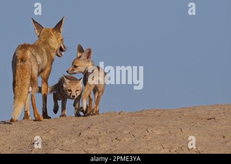 desert fox (vulpes vulpus pusilla) Stock Photo