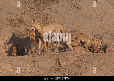 desert fox (vulpes vulpus pusilla) family at little rann of kutch Stock Photo