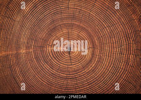 annual rings on a sawn trunk, old tree stump background. wood texture Stock Photo