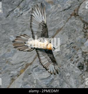 Bearded Vulture / Bartgeier / Laemmergeier ( Gypaetus barbatus ), Lammergeier, Ossifrage, flying, gliding in front of a steep mountain cliff, Swiss al Stock Photo