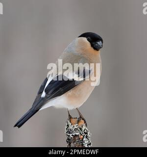 Eurasian Bullfinch  / Gimpel / Dompfaff ( Pyrrhula pyrrhula ), female, perched on top of a branch in some bushes, natural setting, wildlife, Europe. Stock Photo