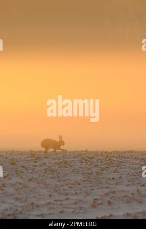 A low angle shot of a foggy morning sunrise sky over the snowy ...