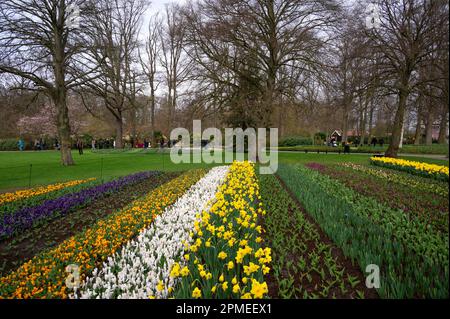 Blooming colorful daffodils and tulips flowerbed in public flower garden Keukenhof a popular tourist site at Lisse, Holland, Netherlands. Stock Photo