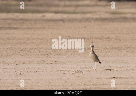 The cream-colored courser (Cursorius cursor) is a wader in the pratincole and courser family, Glareolidae. Photographed in Israel in October Stock Photo