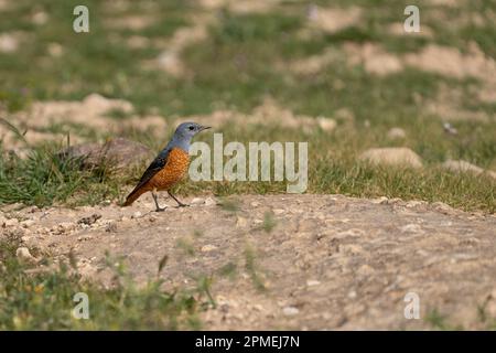 The common rock thrush (Monticola saxatilis), also known as rufous-tailed rock thrush or simply rock thrush, is a chat belonging to the family Muscica Stock Photo