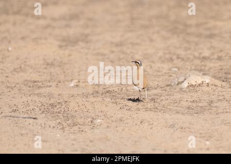 The cream-colored courser (Cursorius cursor) is a wader in the pratincole and courser family, Glareolidae. Photographed in Israel in October Stock Photo