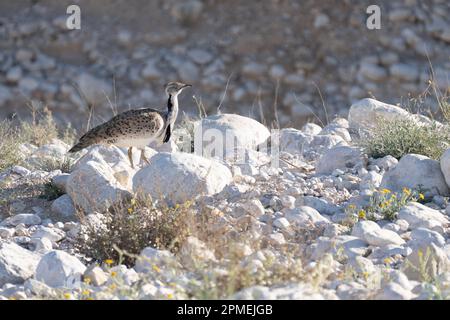 courtship display of a male MacQueen's bustard (Chlamydotis macqueenii) الحُبَارَى الآسِيَوِيّ is a large bird in the bustard family. It is native to Stock Photo