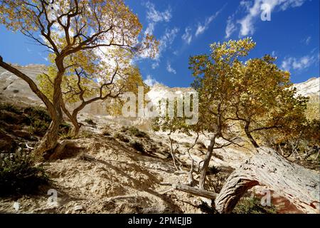 Populus euphratica, commonly known as the Euphrates poplar, desert poplar, diversiform-leaved poplar, or poplar diversifolia, is a species of poplar t Stock Photo