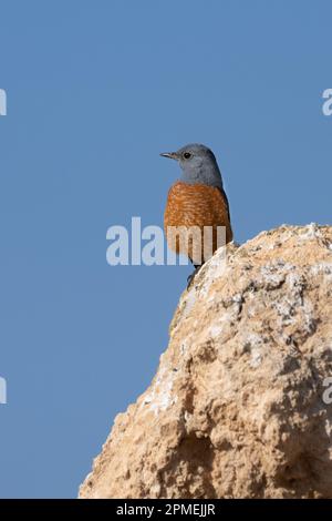 The common rock thrush (Monticola saxatilis), also known as rufous-tailed rock thrush or simply rock thrush, is a chat belonging to the family Muscica Stock Photo