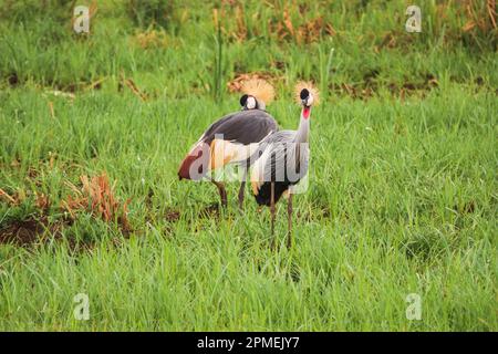 A pair of crowned cranes in Nairobi National Park, Kenya Stock Photo