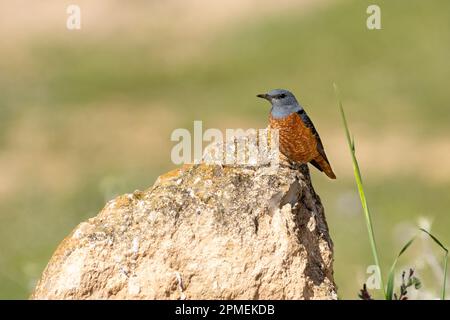 The common rock thrush (Monticola saxatilis), also known as rufous-tailed rock thrush or simply rock thrush, is a chat belonging to the family Muscica Stock Photo