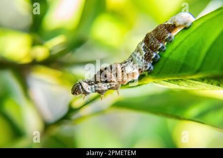 Giant swallowtail caterpillar Stock Photo