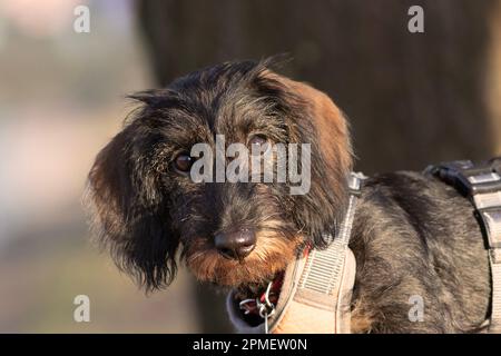 cute wire haired dachshund face looking at the camera, dog portrait Stock Photo