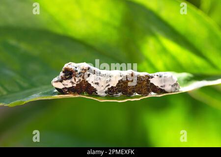 Giant swallowtail caterpillar on a citrus leaf Stock Photo