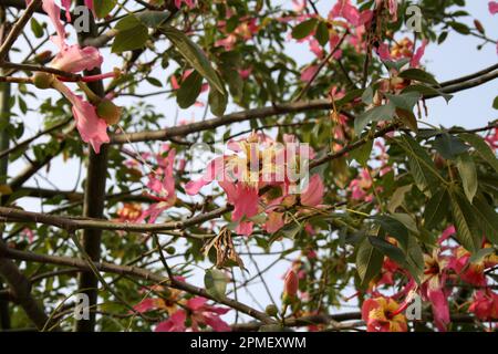 Floss silk tree (Ceiba speciosa) in bloom : (pix Sanjiv Shukla) Stock Photo