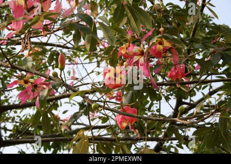 Floss silk tree (Ceiba speciosa) in bloom : (pix Sanjiv Shukla) Stock Photo