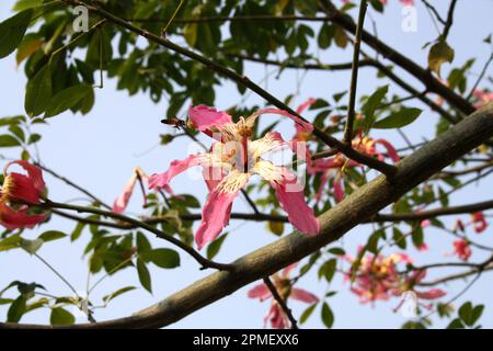 Floss silk tree (Ceiba speciosa) in bloom : (pix Sanjiv Shukla) Stock Photo