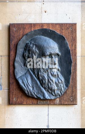 Plaque of Charles Darwin at the entrance to Christ's College, Cambridge, Cambridgeshire, UK Stock Photo