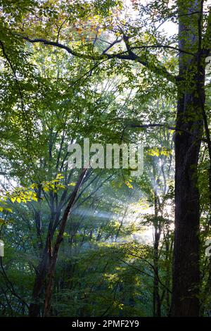 Sun rays or sunbeams in the forest. Earth Day or World Environment Day concept photo. Stock Photo