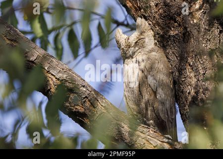 India, Gujarat, Zainabad, Little Rann of Kutch, Pallid Scops Owl (Otus brucei) Stock Photo