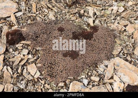 Nepal, Annapurna Conservation Area Project, high altitude plants Stock Photo