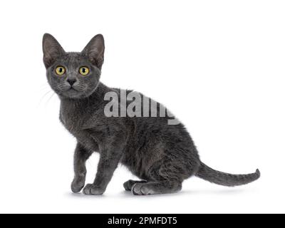 Cute young Korat cat, sitting up side ways. Looking towards camera. Isolated on a white background. Stock Photo